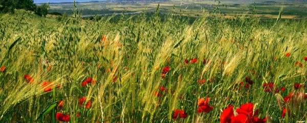 The Beautiful Provence in18 Images